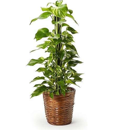 Amazon.co.jp: 乾山写し透かし鉢水仙 : ホーム＆キッチン